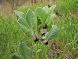 Vicia narbonensis