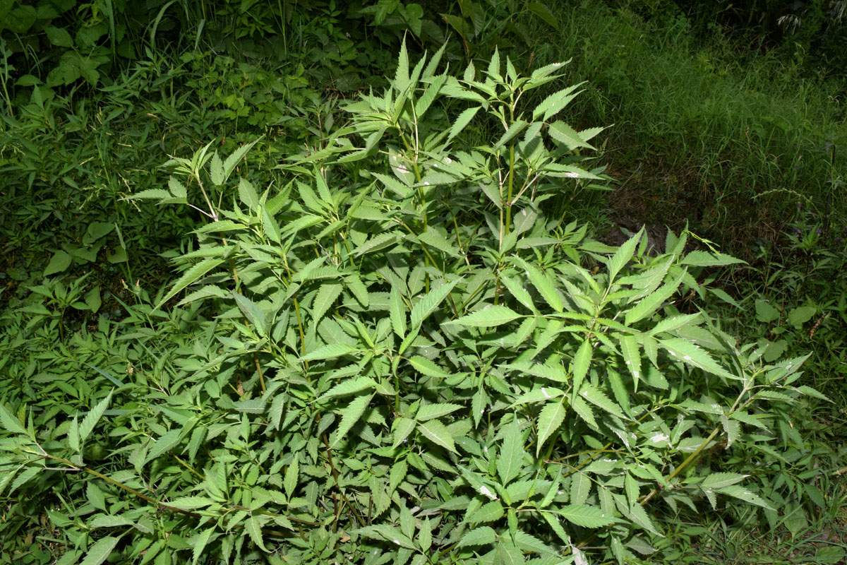 Изображение особи Bidens frondosa.