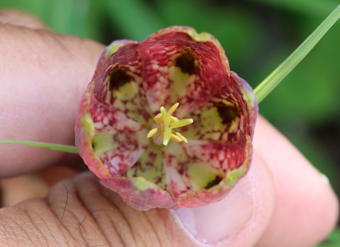 Image of Fritillaria ferganensis specimen.