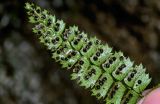 Polystichum lanceolatum. Верхушка вайи с сорусами (вид на абаксиальную поверхность). Китай, пров. Хунань, ущ. р. Ланьчуаньси, на скале. 08.06.2024.