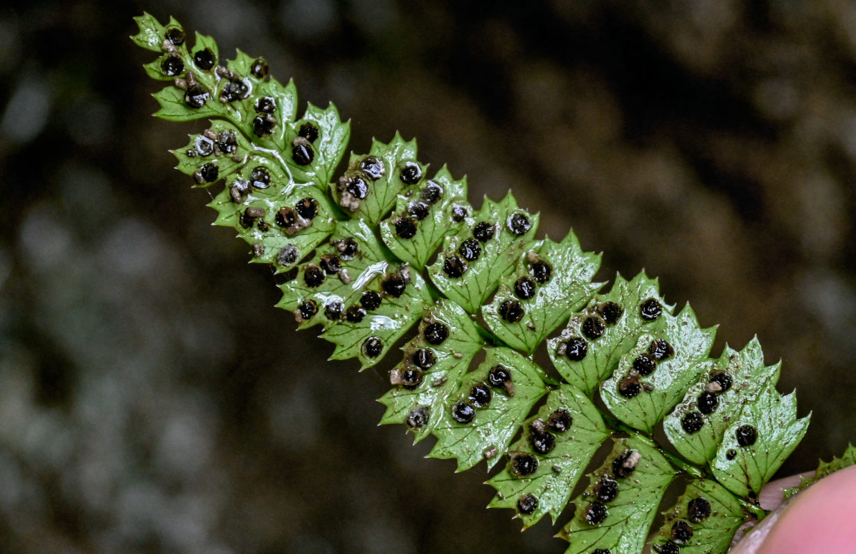 Image of Polystichum lanceolatum specimen.