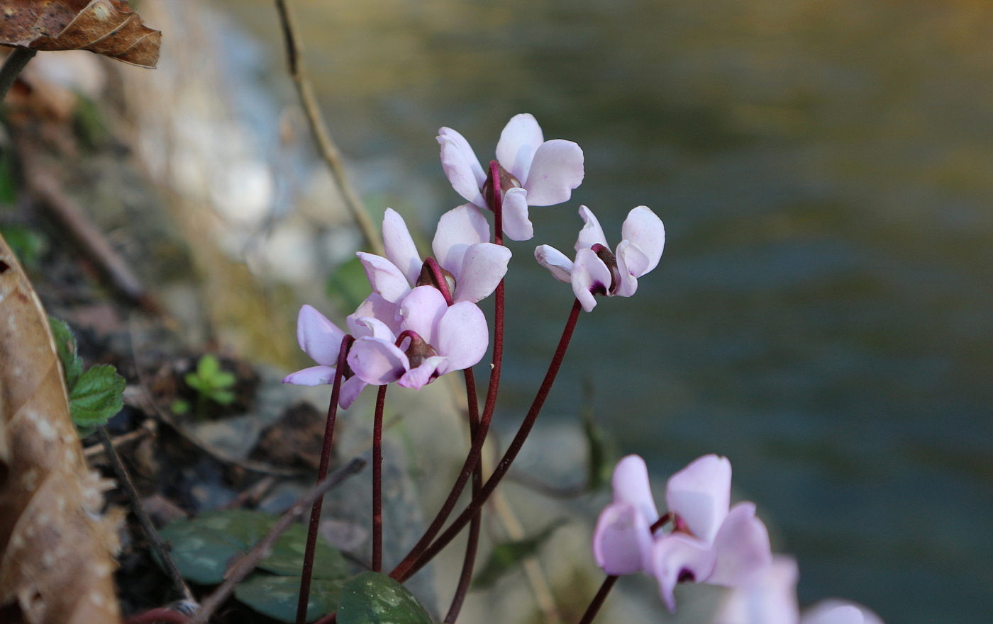 Image of Cyclamen coum specimen.