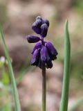 Bellevalia turkestanica