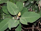 Смотреть изображение Magnolia delavayi