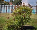 Смотреть изображение Sorbaria sorbifolia