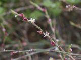 Смотреть изображение Polygonum equisetiforme