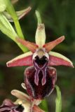 View full-size image Ophrys mammosa