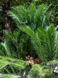 Смотреть изображение Cycas revoluta