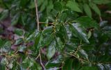 View full-size image Diospyros lotus