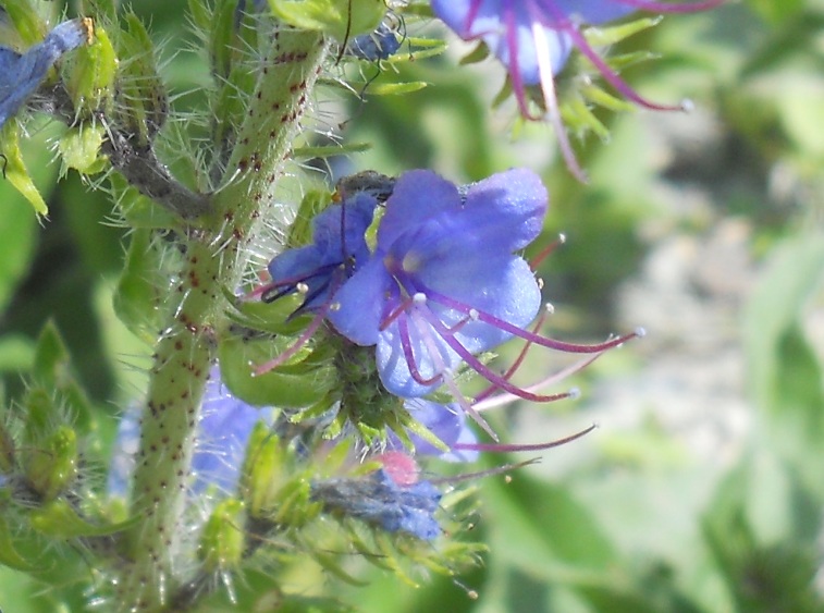 Изображение особи Echium vulgare.