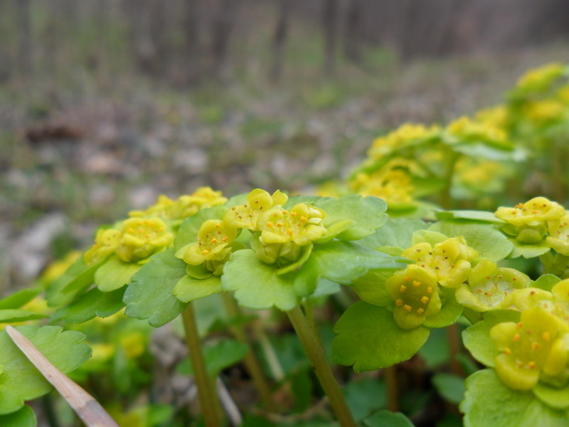 Image of Chrysosplenium alternifolium specimen.