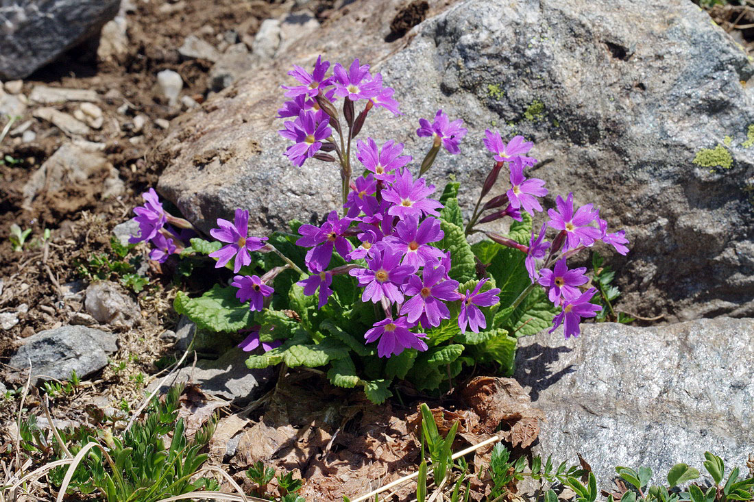 Image of Primula amoena specimen.