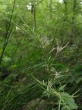 Epilobium pseudorubescens