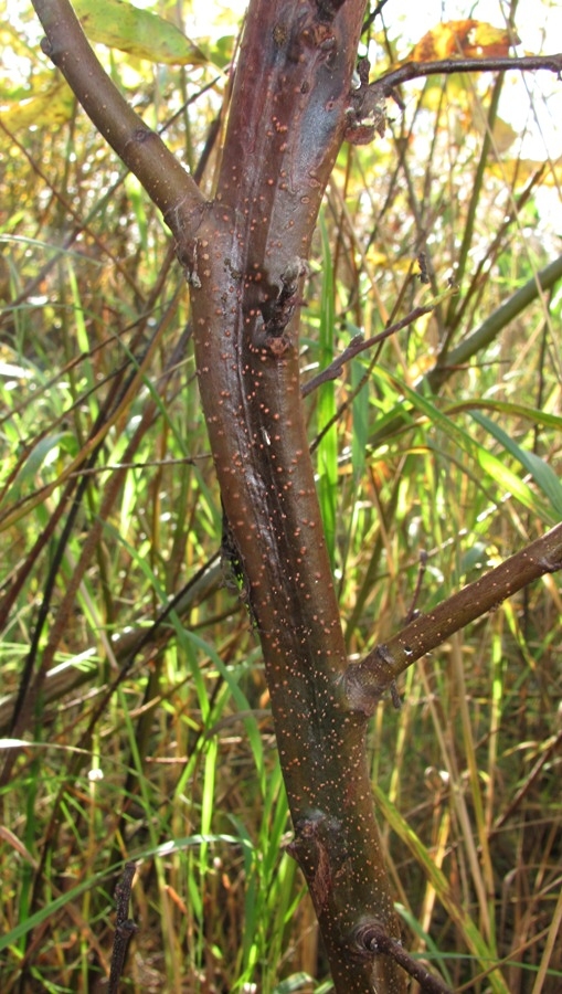 Image of Alnus incana specimen.