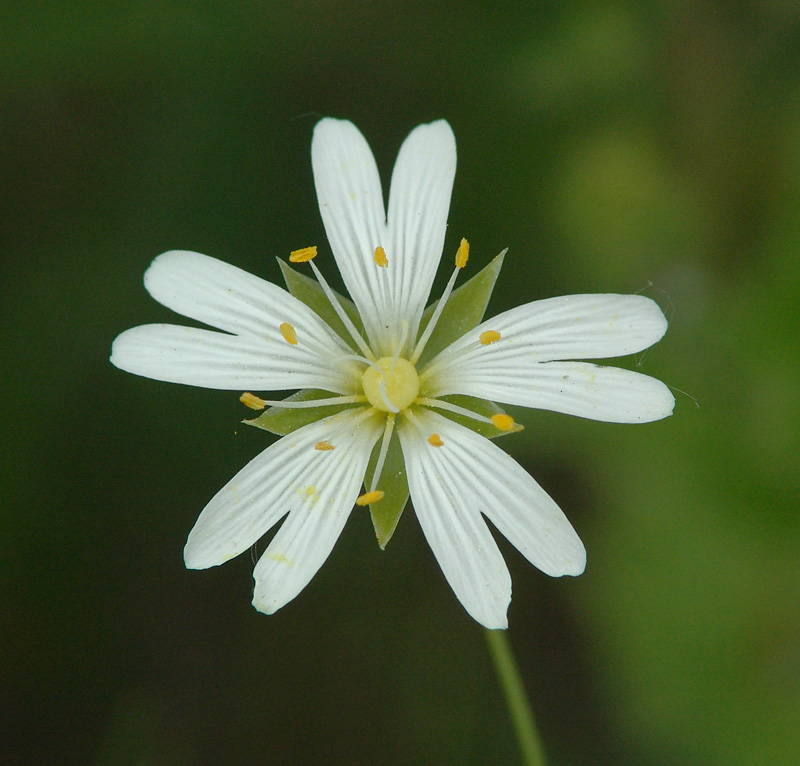 Image of Stellaria holostea specimen.