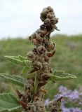 Althaea officinalis. Верхушка плодоносящего растения. Ростовская обл., Азовский р-н, побережье Таганрогского залива, устье р. Кагальник, окр. с. Займо-Обрыв. 31.08.2011.