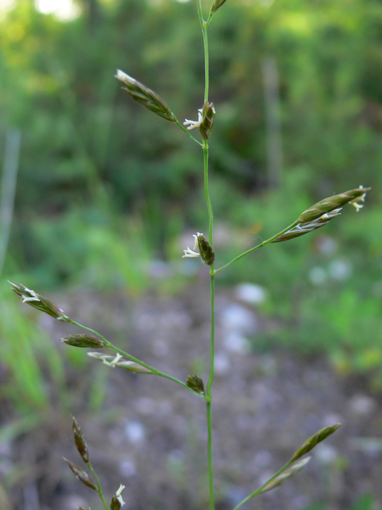 Image of Festuca rubra specimen.