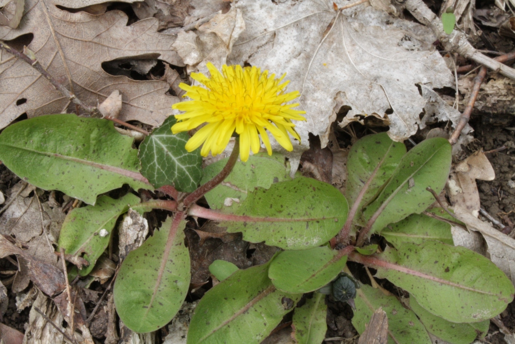 Изображение особи Taraxacum thracicum.