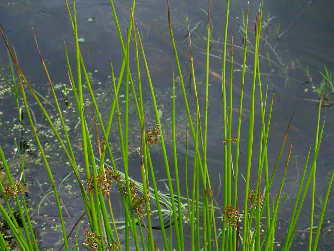 Image of Juncus effusus specimen.