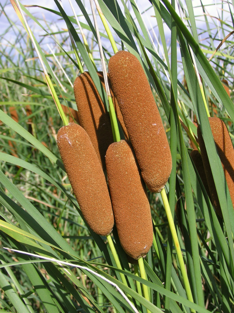 Image of Typha tichomirovii specimen.