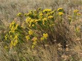 Galatella biflora