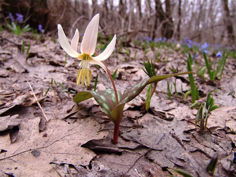 Изображение особи Erythronium caucasicum.