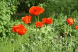 Papaver setiferum