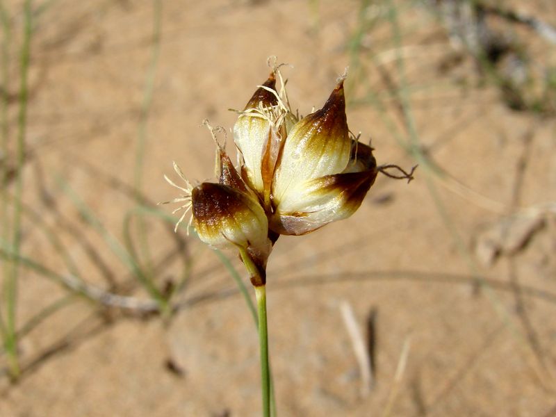 Image of Carex physodes specimen.