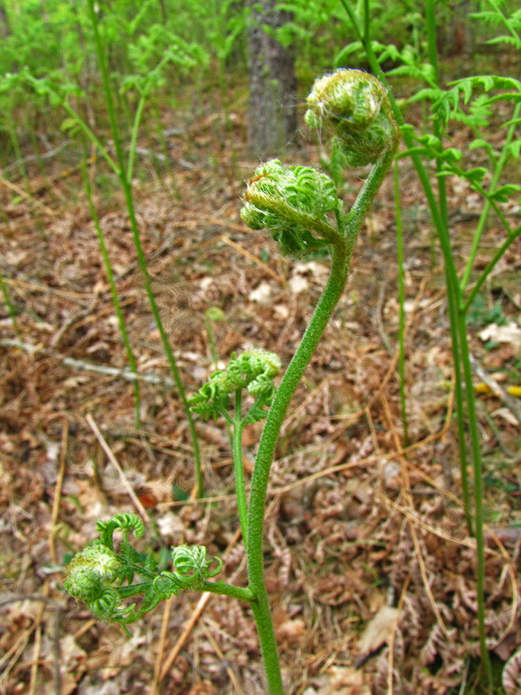 Изображение особи Pteridium pinetorum.