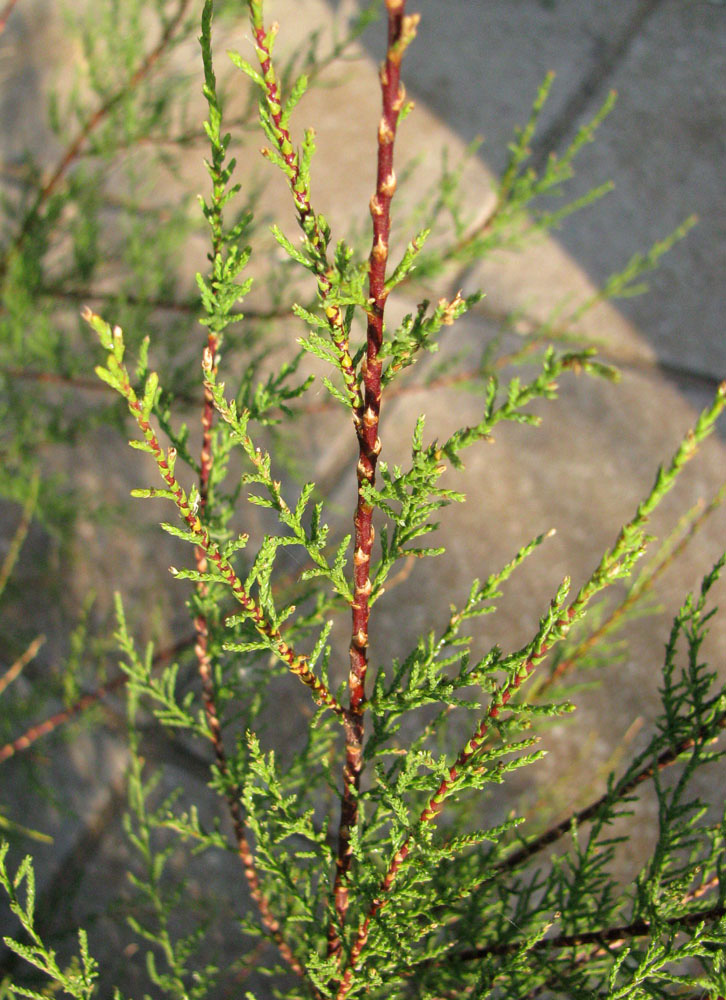 Image of Tamarix tetrandra specimen.