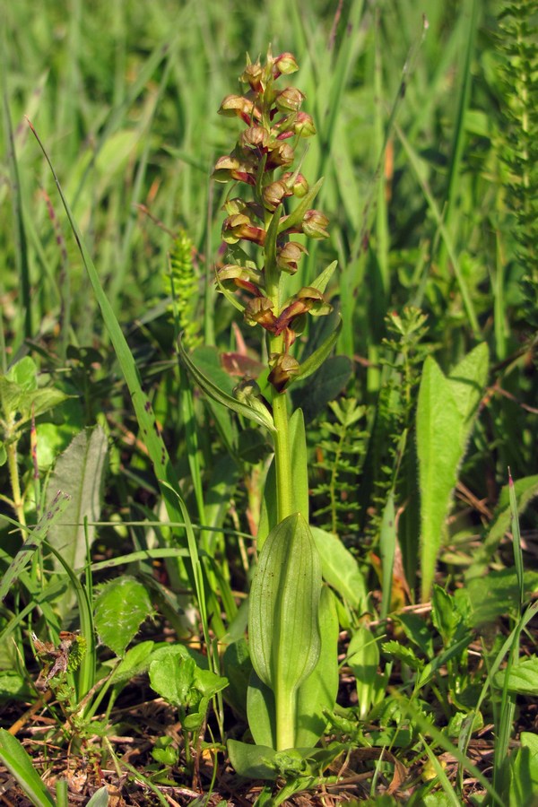 Image of Dactylorhiza viridis specimen.