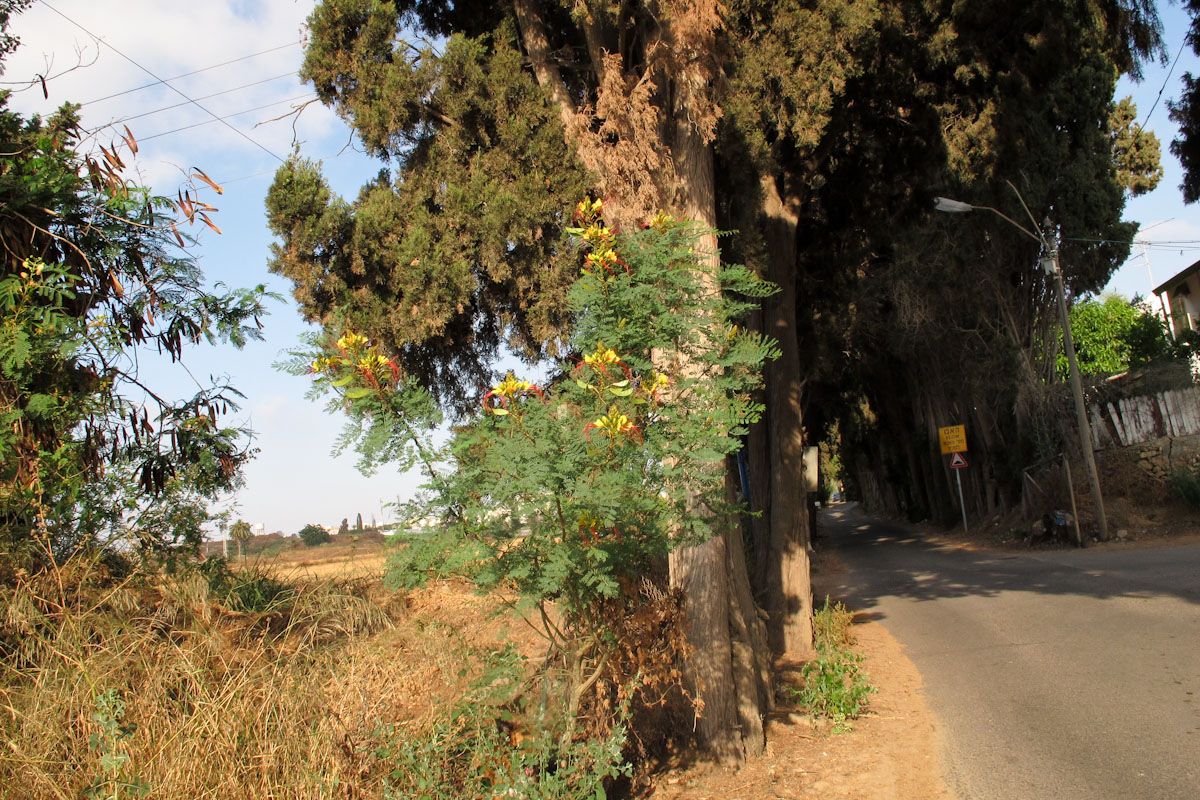 Изображение особи Caesalpinia gilliesii.