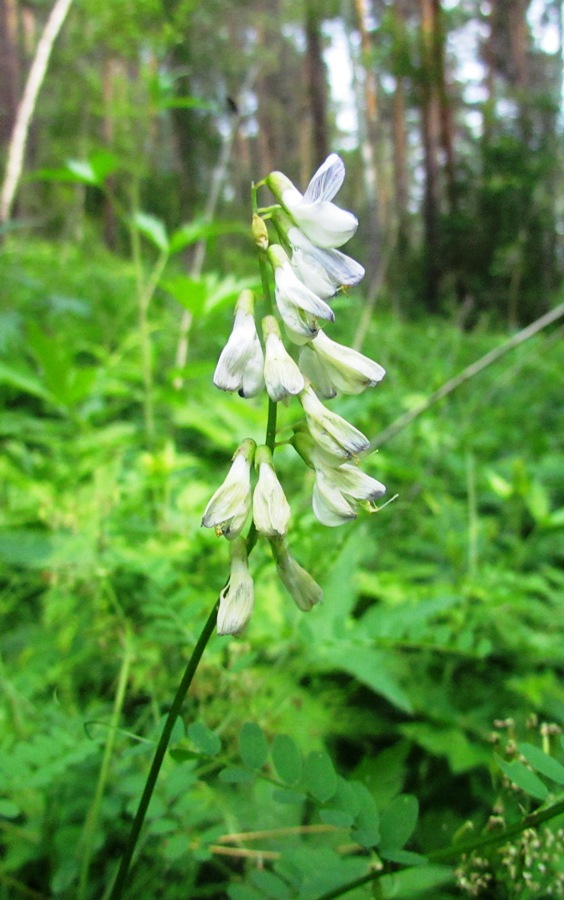 Image of Vicia sylvatica specimen.