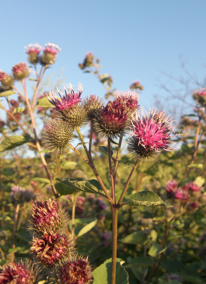 Изображение особи Arctium lappa.