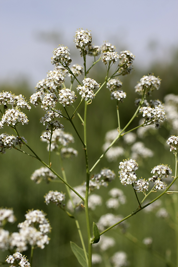 Image of Lepidium latifolium specimen.