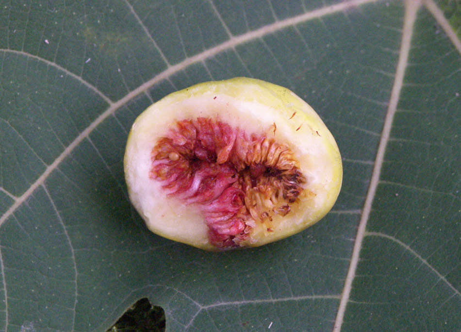 Image of Ficus carica specimen.