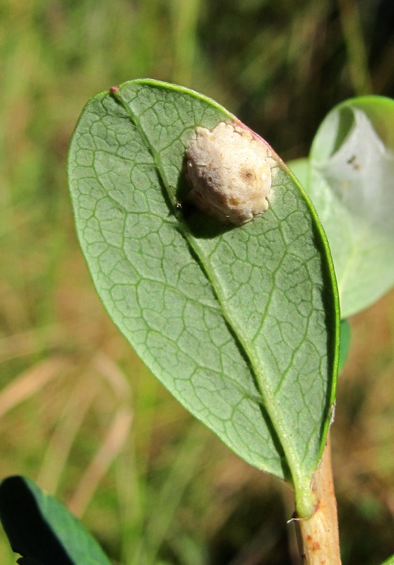 Image of Vaccinium uliginosum specimen.