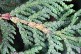 Thuja occidentalis. Веточка. Узбекистан, г. Ташкент, Ботанический сад им. Ф.Н. Русанова. 27.10.2012.