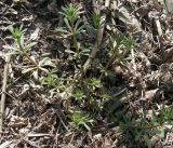 Galium aparine