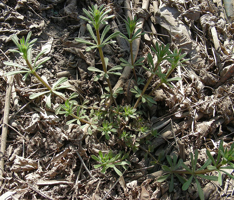 Image of Galium aparine specimen.