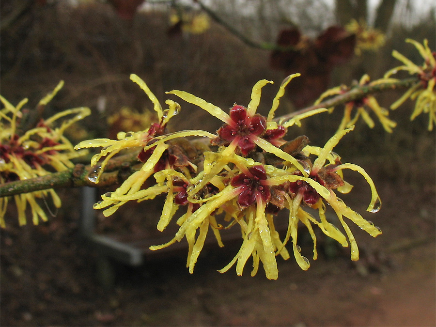 Изображение особи Hamamelis mollis.