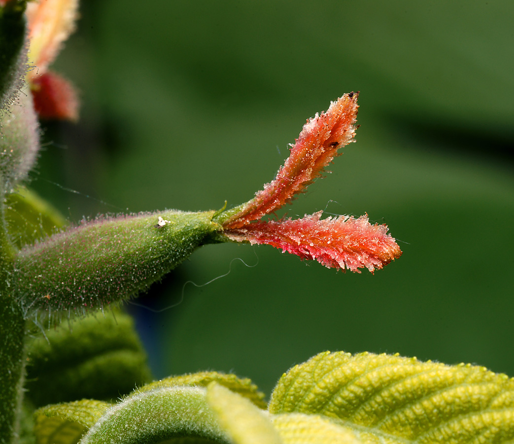 Image of Juglans mandshurica specimen.