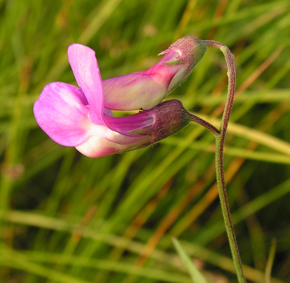 Image of Lathyrus pilosus specimen.