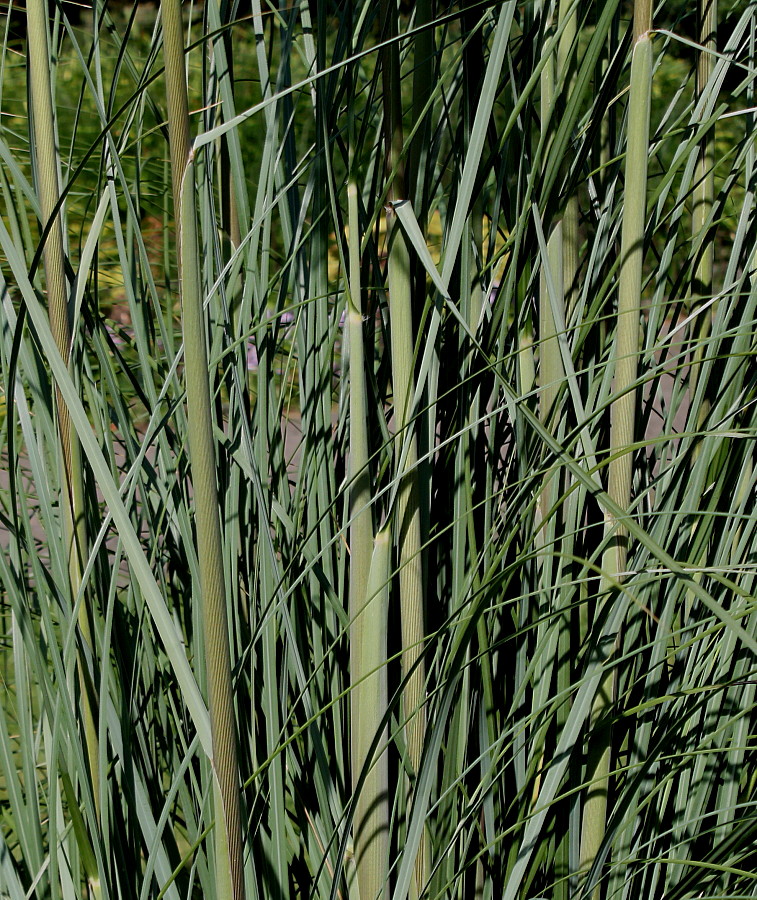 Image of Cortaderia selloana specimen.