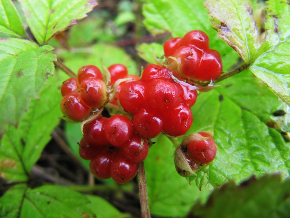 Image of Rubus saxatilis specimen.