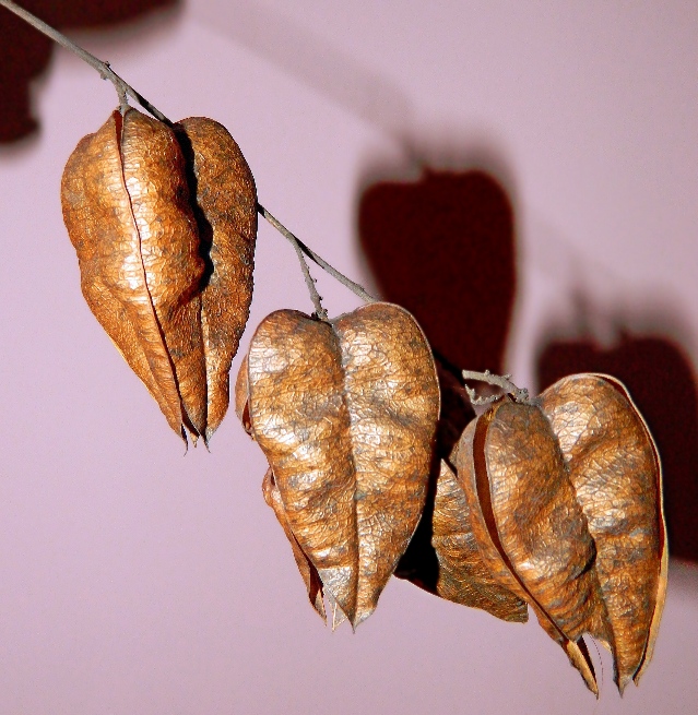 Image of Koelreuteria paniculata specimen.