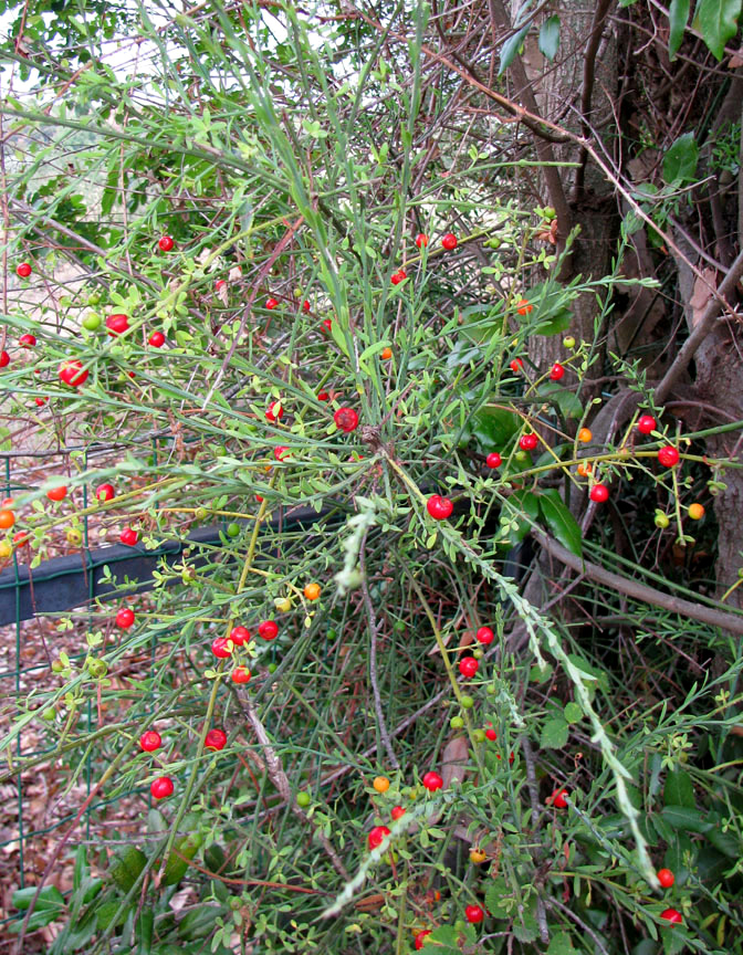 Image of Osyris alba specimen.