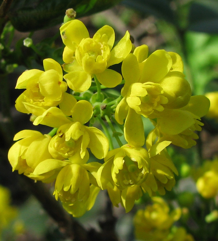 Image of Mahonia aquifolium specimen.