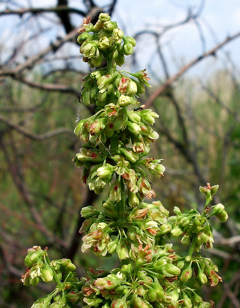 Image of genus Rumex specimen.