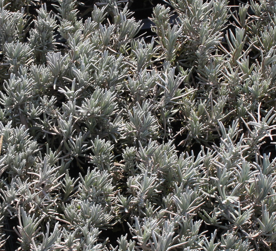 Image of Lavandula angustifolia specimen.